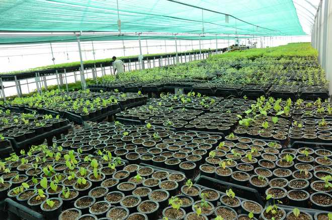 plants wholesale nursery