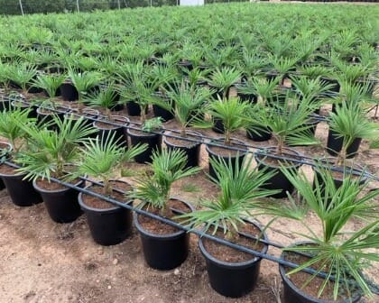 UAE Washingtonia Nursery